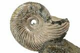 Iridescent, Pyritized Ammonite (Quenstedticeras) Fossil Display #353743-1